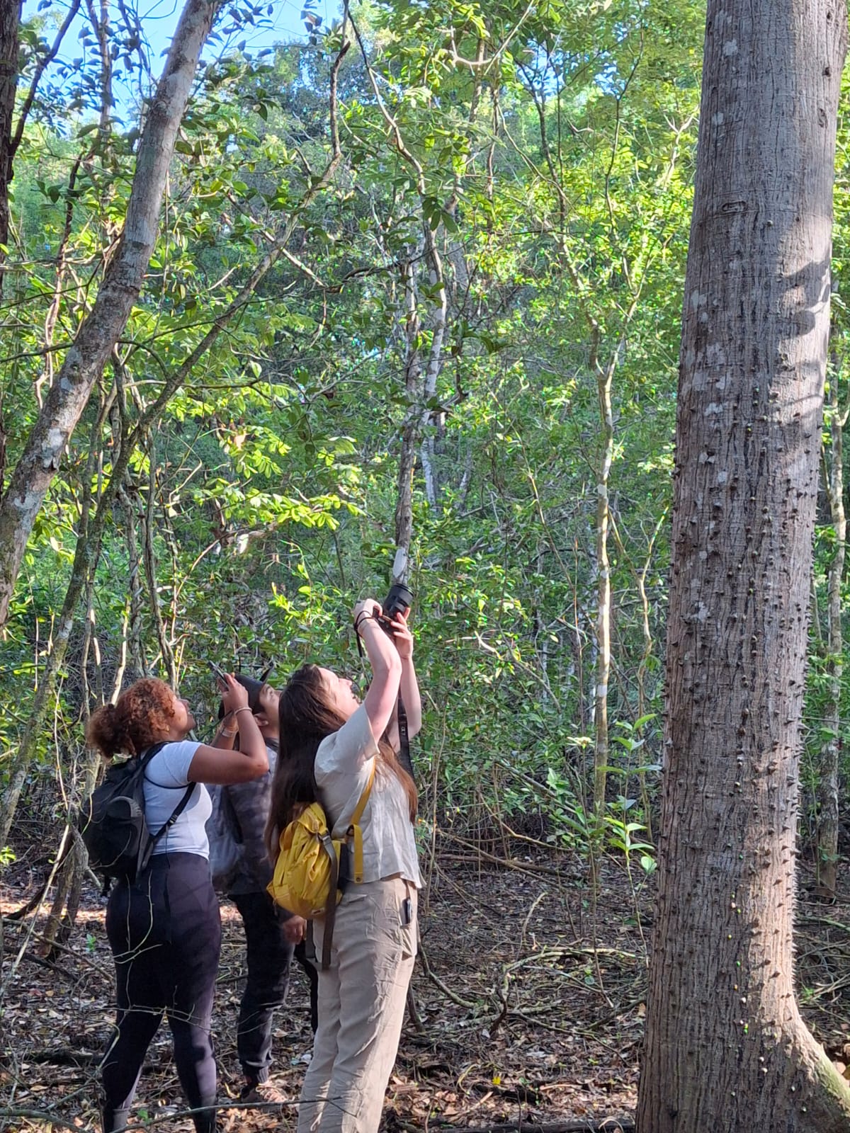 Calakmul Tour From Bacalar and Chetumal