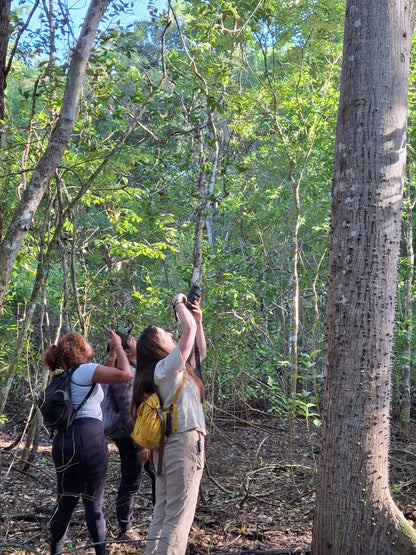Calakmul Tour From Bacalar and Chetumal