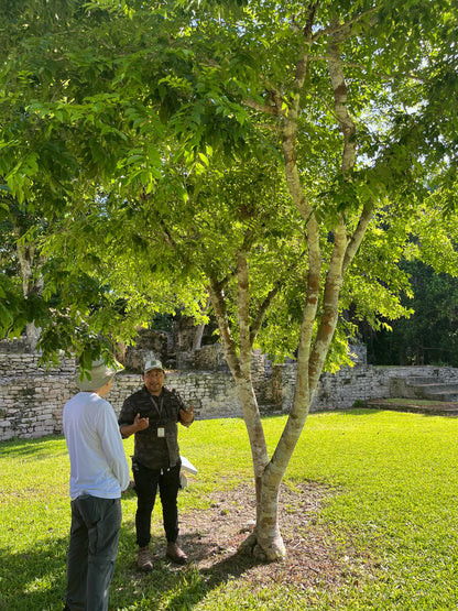 Tour a las Ciudades Mayas desde Bacalar y Chetumal